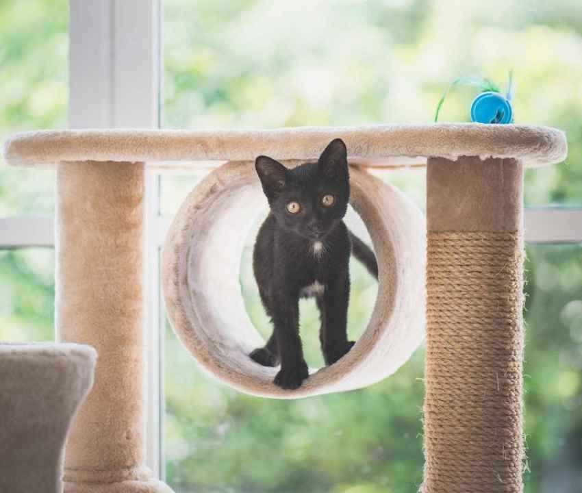 Kitten on Cat Tree