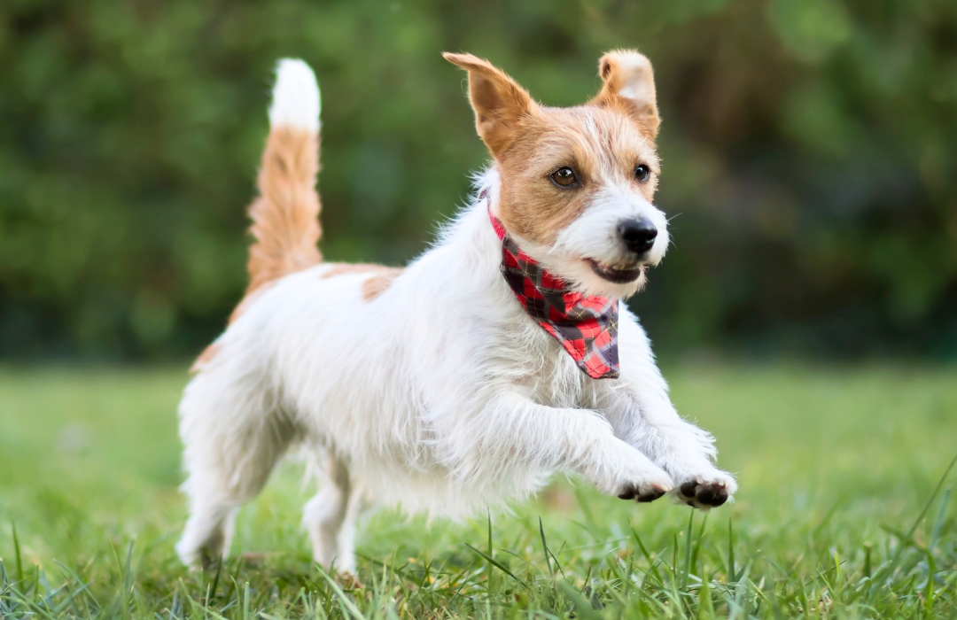 A small dog joyfully running across a vibrant green field A small dog joyfully running across a vibrant green field