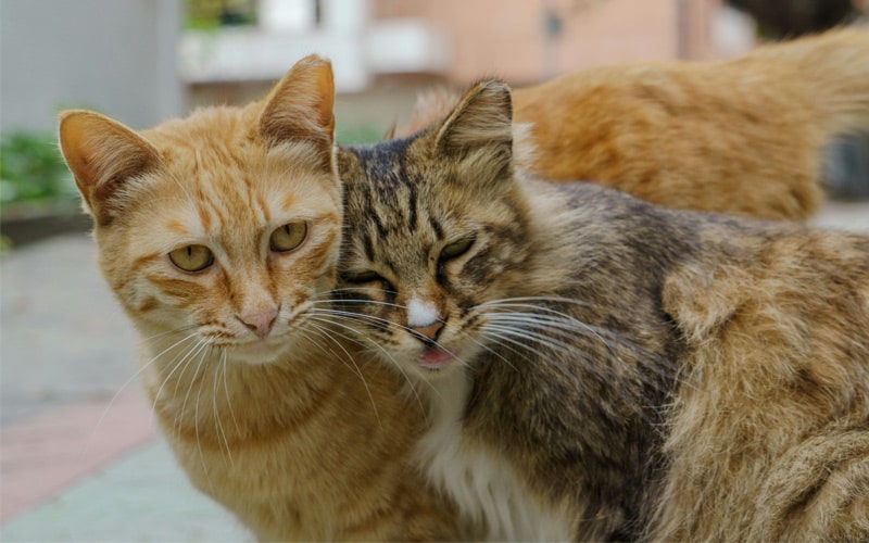 2-cats-cuddling White-fluffy-puppy