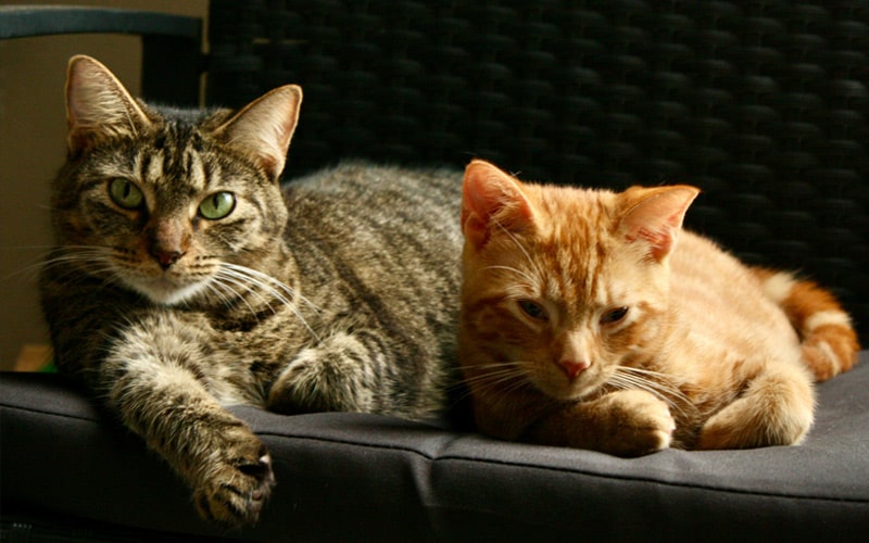 2-cats-relaxing-on-couch 2-cats-relaxing-on-couch