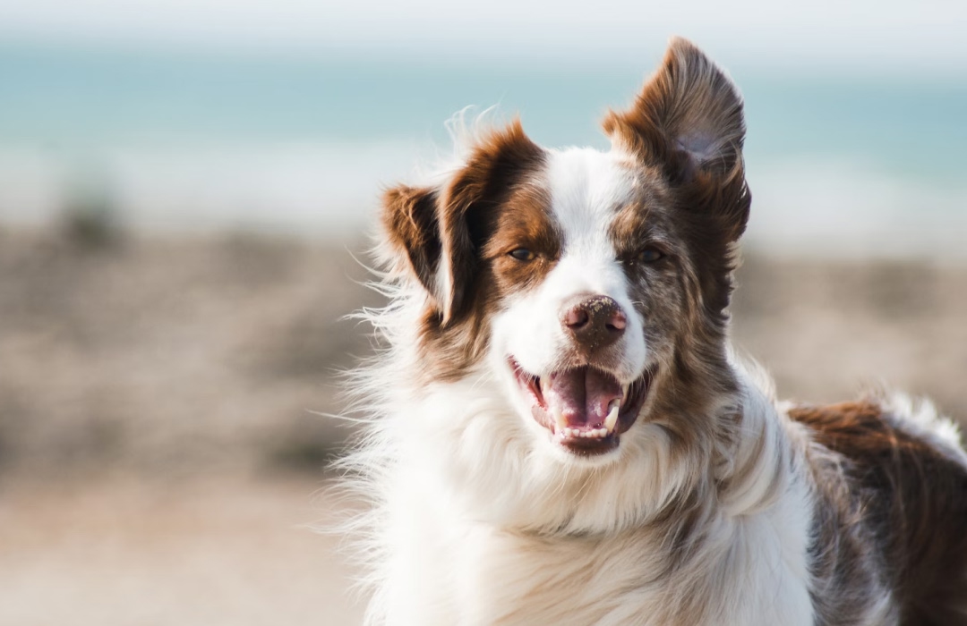 A brown and white dog A brown and white dog