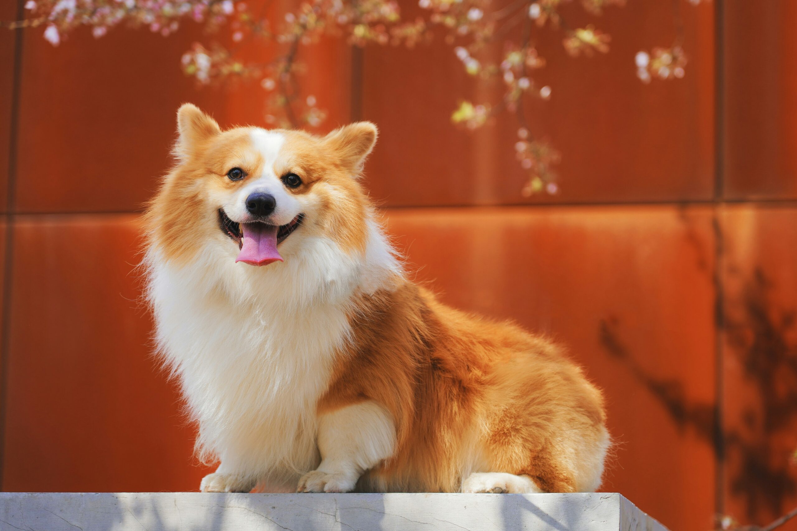 A brown dog