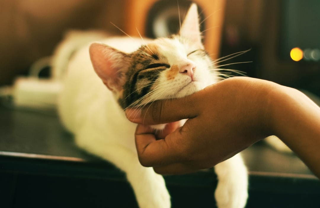 A cat cuddling A cat cuddling