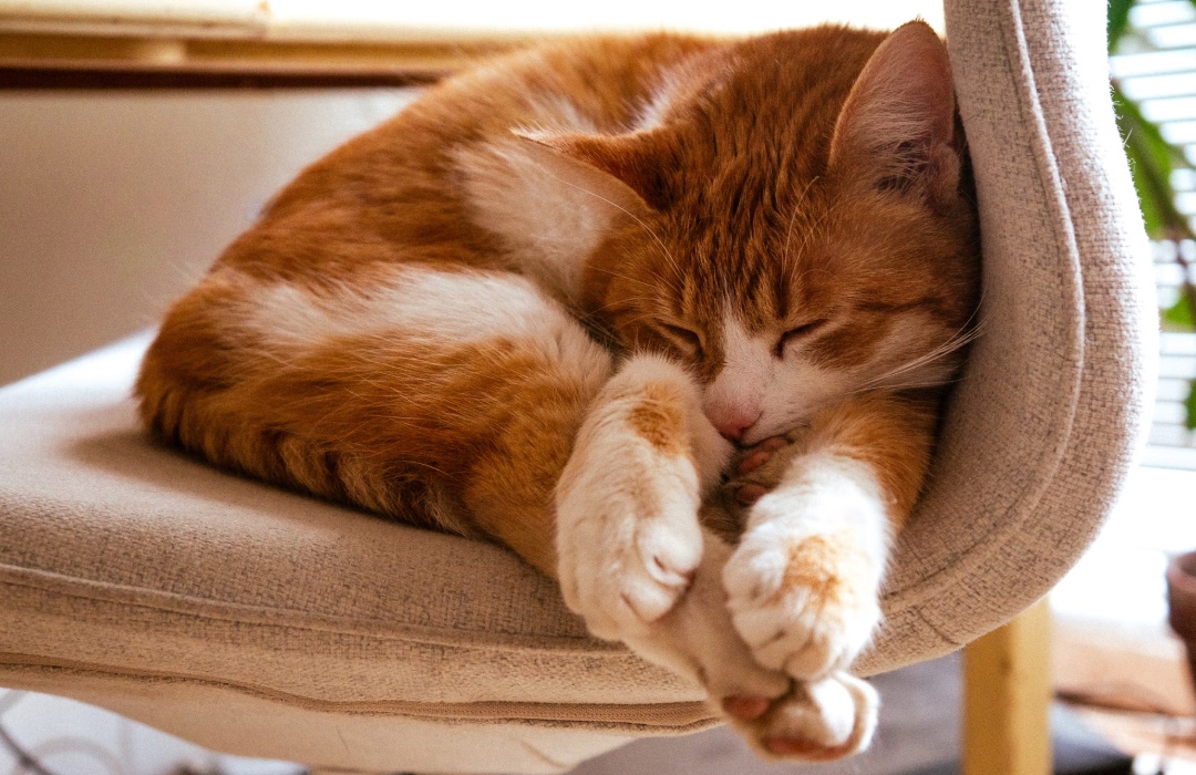 A cat is sleeping peacefully (1) A sleeping cat on chair