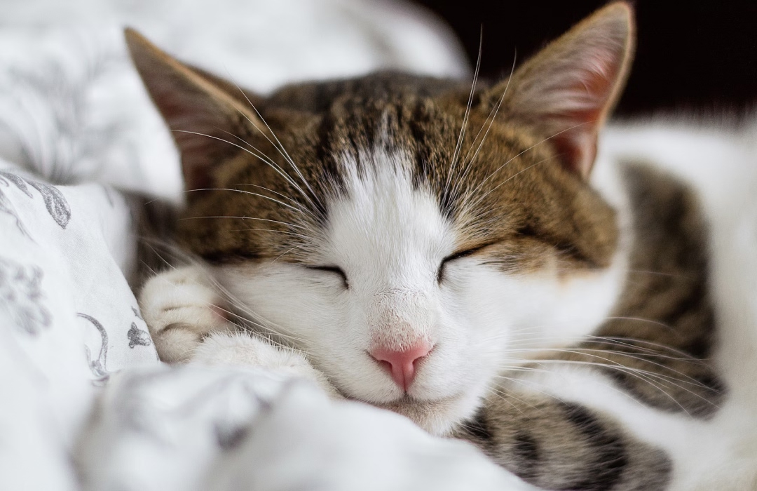 A cat is sleeping peacefully a sleeping cat