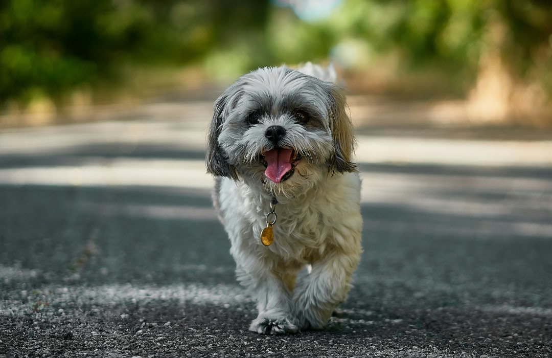 A dog running A dog running