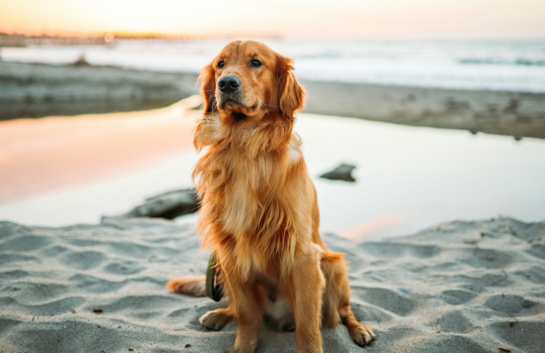 A dog sitting over sand (1) A dog sitting over sand