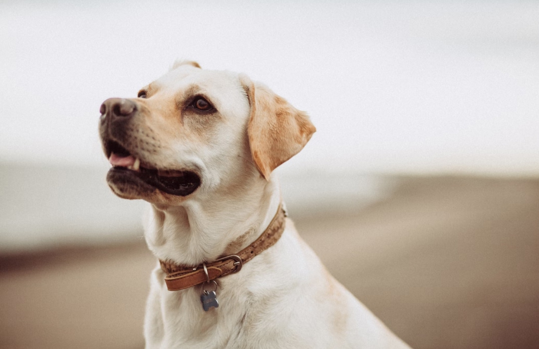 A golden dog a golden dog
