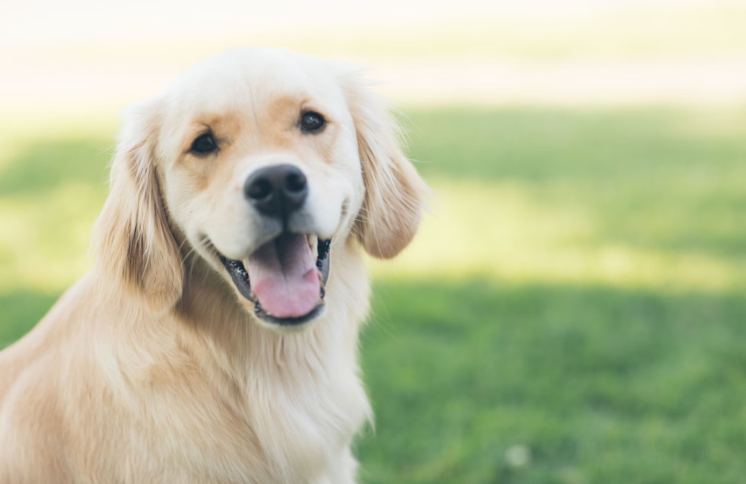A golden dog is looking at you A golden dog is looking at you