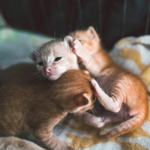 3 cute cats