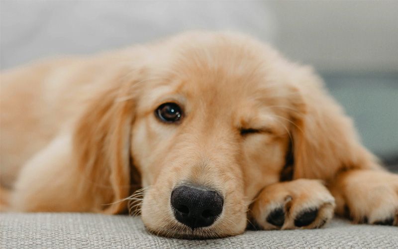 Brown dog lying down Brown dog lying down