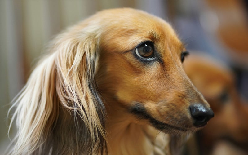 Brown-haired-dog Brown-haired-dog