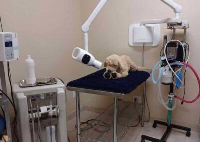 Campbellville Animal Hospital Animal Hospital Dental Area