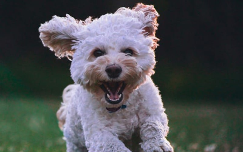 Cute white puppy running Cute white puppy running