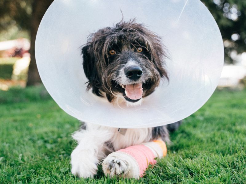 Dog with cone and cast on its leg Dog wearing a cone with a cast on its leg