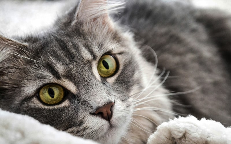 Gray-cat Gray-cat