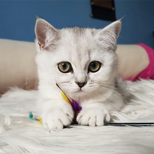 Kitty-on-the-bed