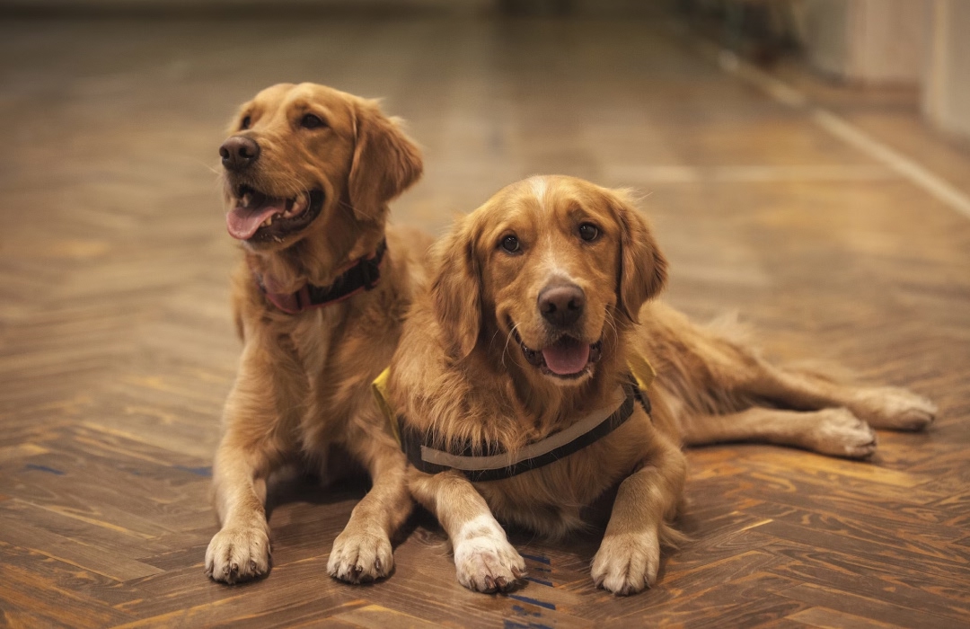 Two golden dogs Two golden dogs are sitting together