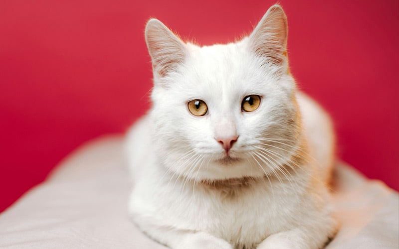 White-fluffy-kitten White-fluffy-kitten
