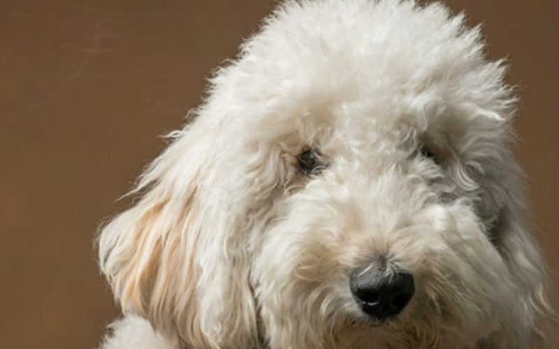 White-fluffy-puppy White-fluffy-puppy