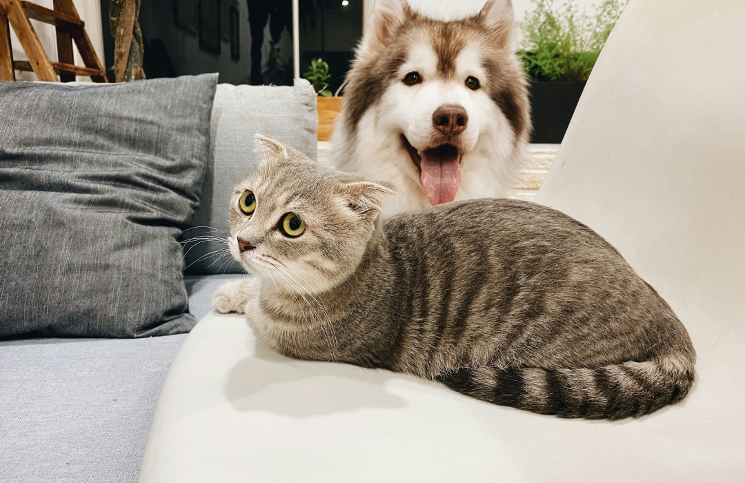 a cat and a dog sitting on sofa a cat and a dog sitting on sofa