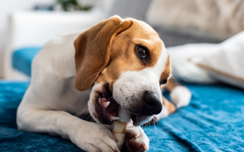 dentistry dog chewing a bone