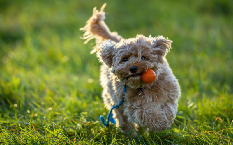 microchip dog running outside with a toy<br />
