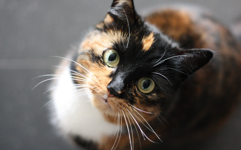 referral (1) calico cat