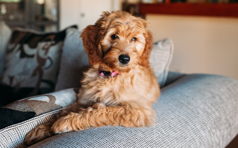 referral dog laying on a couch<br />