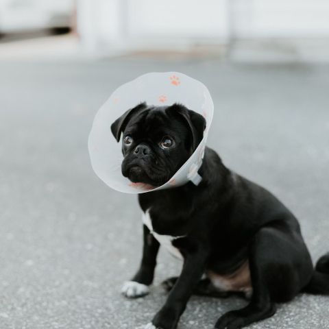 A black dog wearing cone A black dog wearing cone