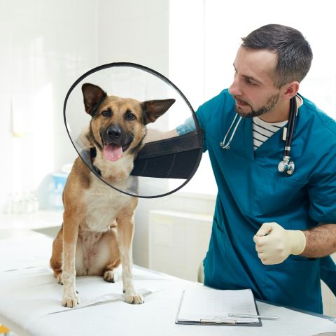 A brown dog wearing cone beside a doctor A brown dog wearing cone beside a doctor