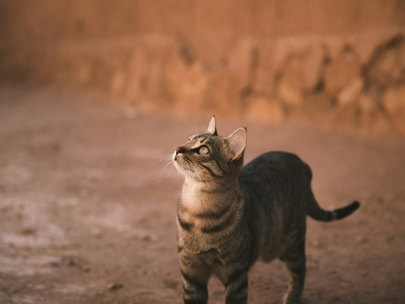 A cat looking up A cat looking up