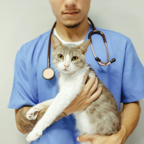A doctor holding a cat A doctor holding a cat