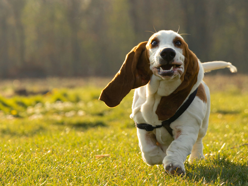 A dog walking A dog walking