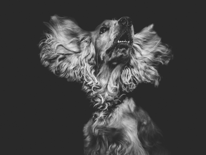 A dog A dog