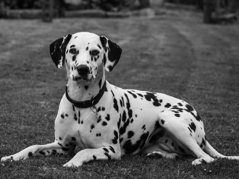 A white dog with black spots A white dog with black spots