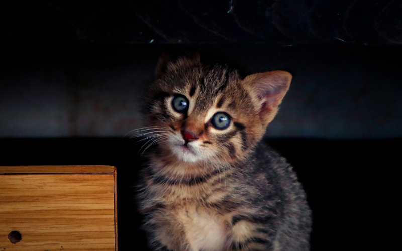 a CUTE CAT LOOKING WITH A VERY INNOCENT FACE a CUTE CAT LOOKING WITH A VERY INNOCENT FACE