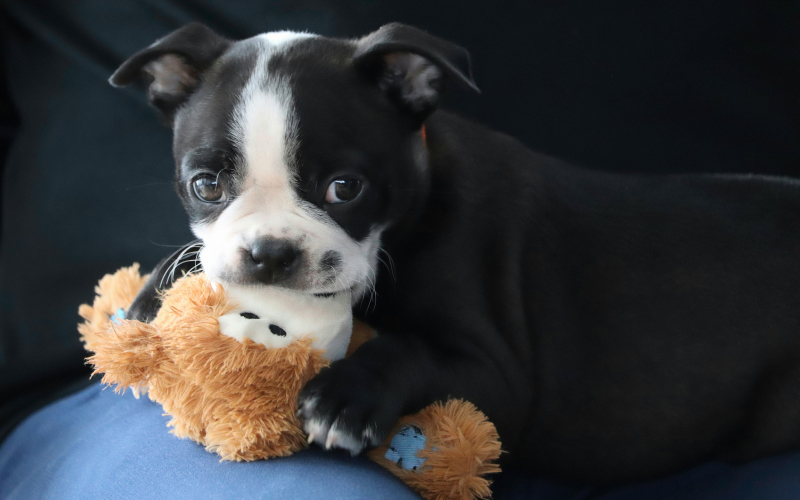 a black & white dog sitting over a sofa https://campbellvillevet.ca/