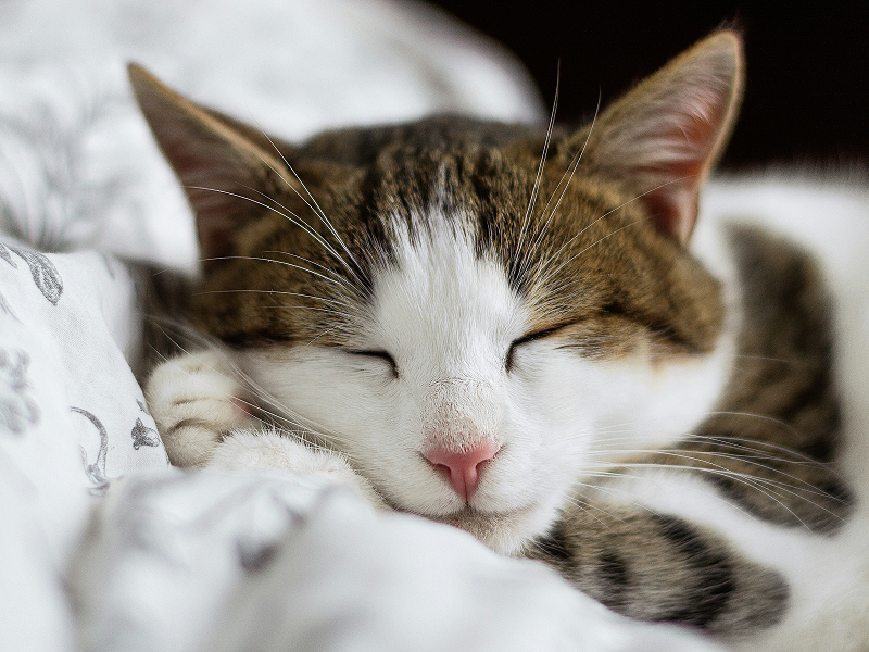 A cute cat is sleeping A dog and a cat together