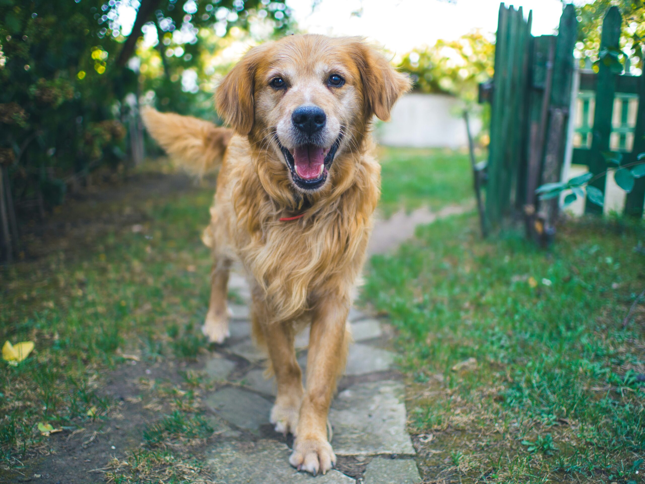 A dog coming A dog coming
