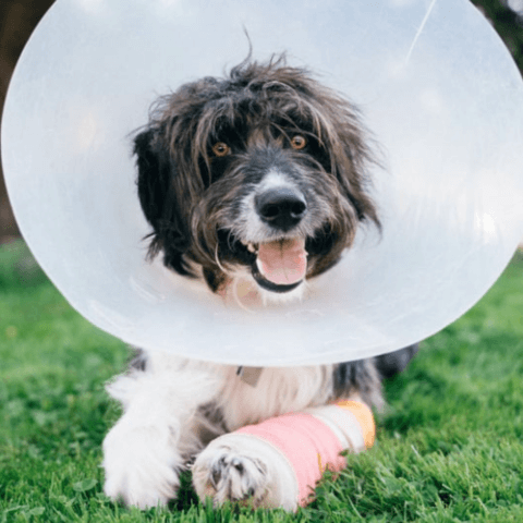dog wearing a cone and a cast
