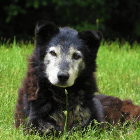 end of life care (7) (1) old dog laying in the grass