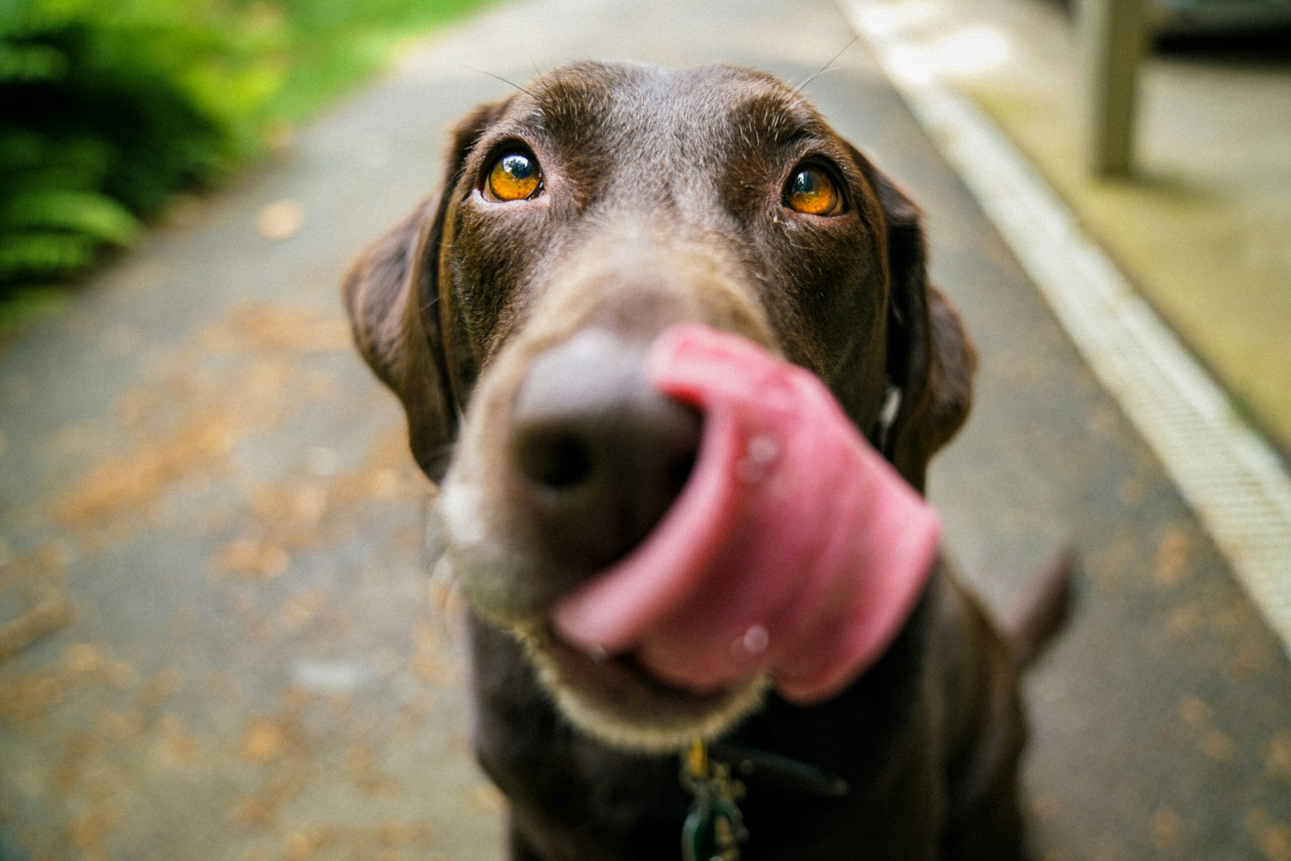A dog showing tongue A dog showing tongue