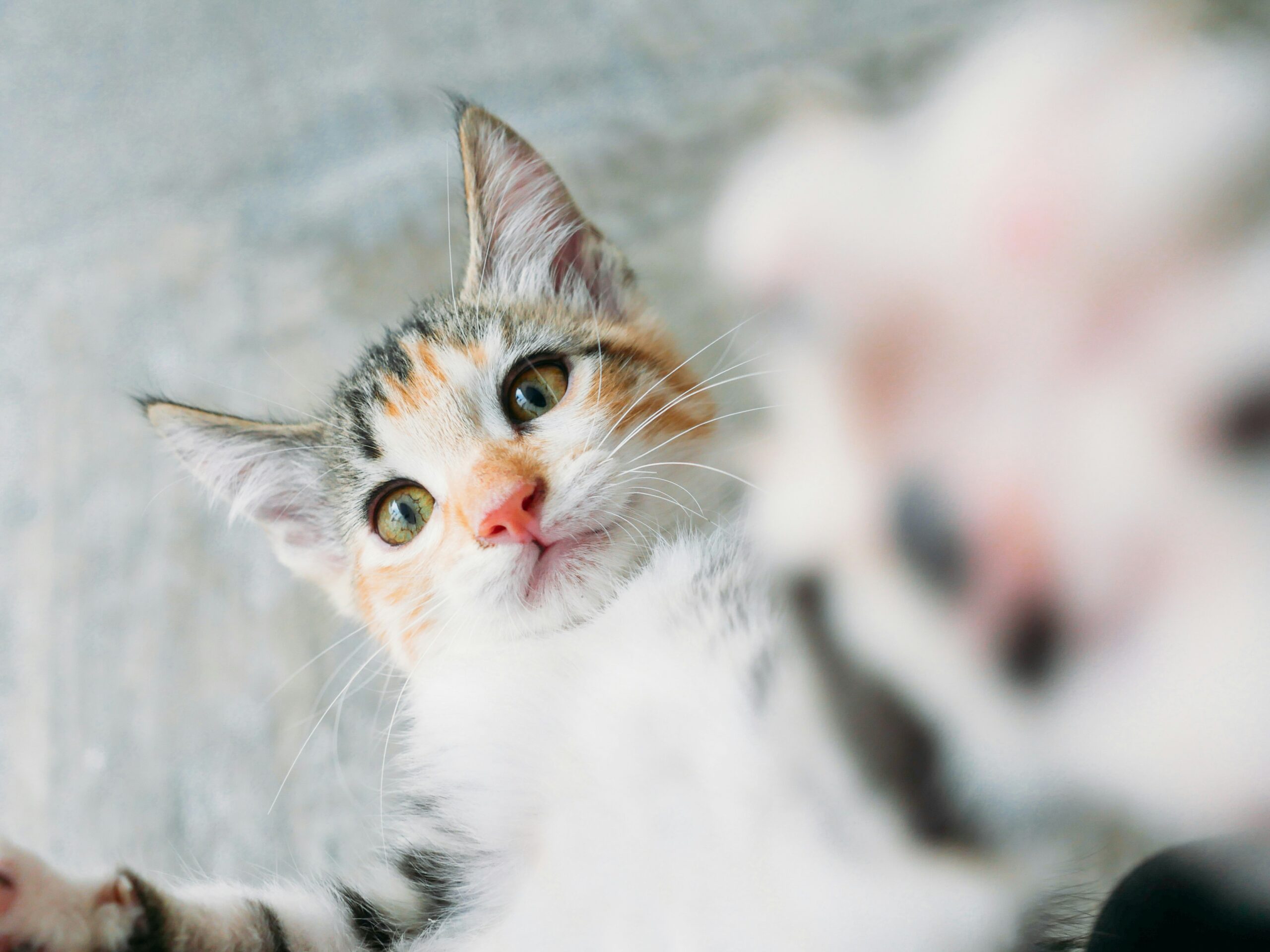 mariana-montes-de-oca-TDUpwlnUA5U-unsplash A dog showing tongue