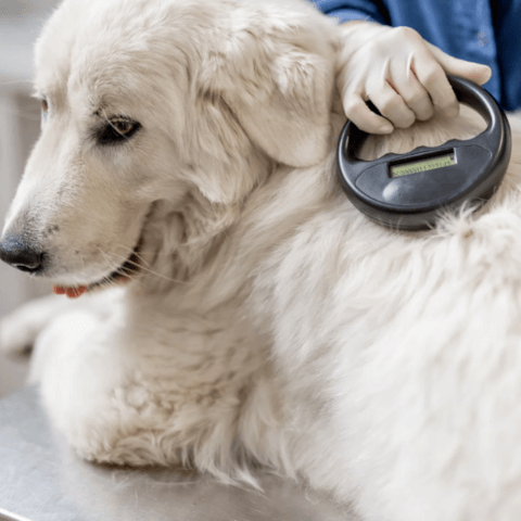 vet scanning a dogs microchip