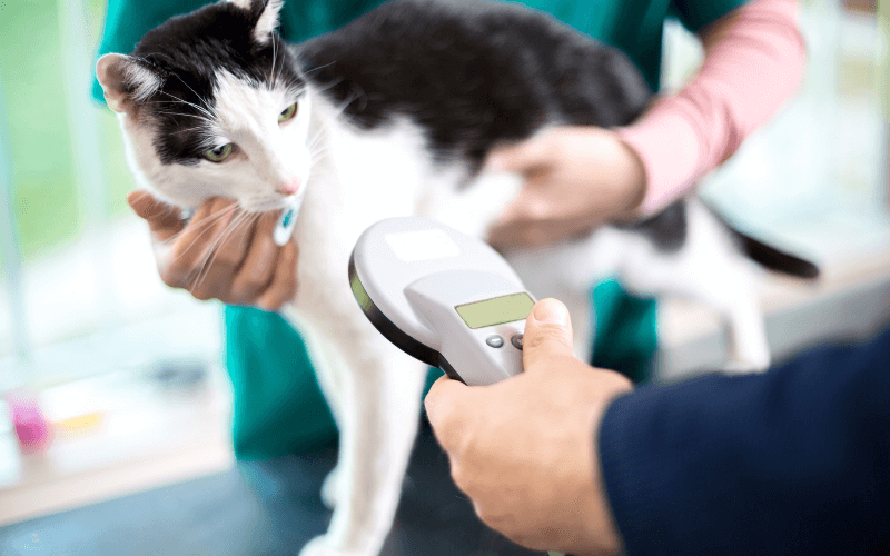 microchipping image (1) vet scanning a microchip in a cat