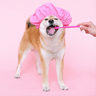 pet-dentistry-service pet-dentistry-service
