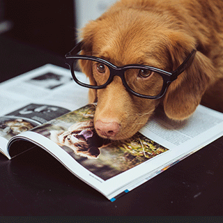 pet-opthamology-service pet-opthamology-service