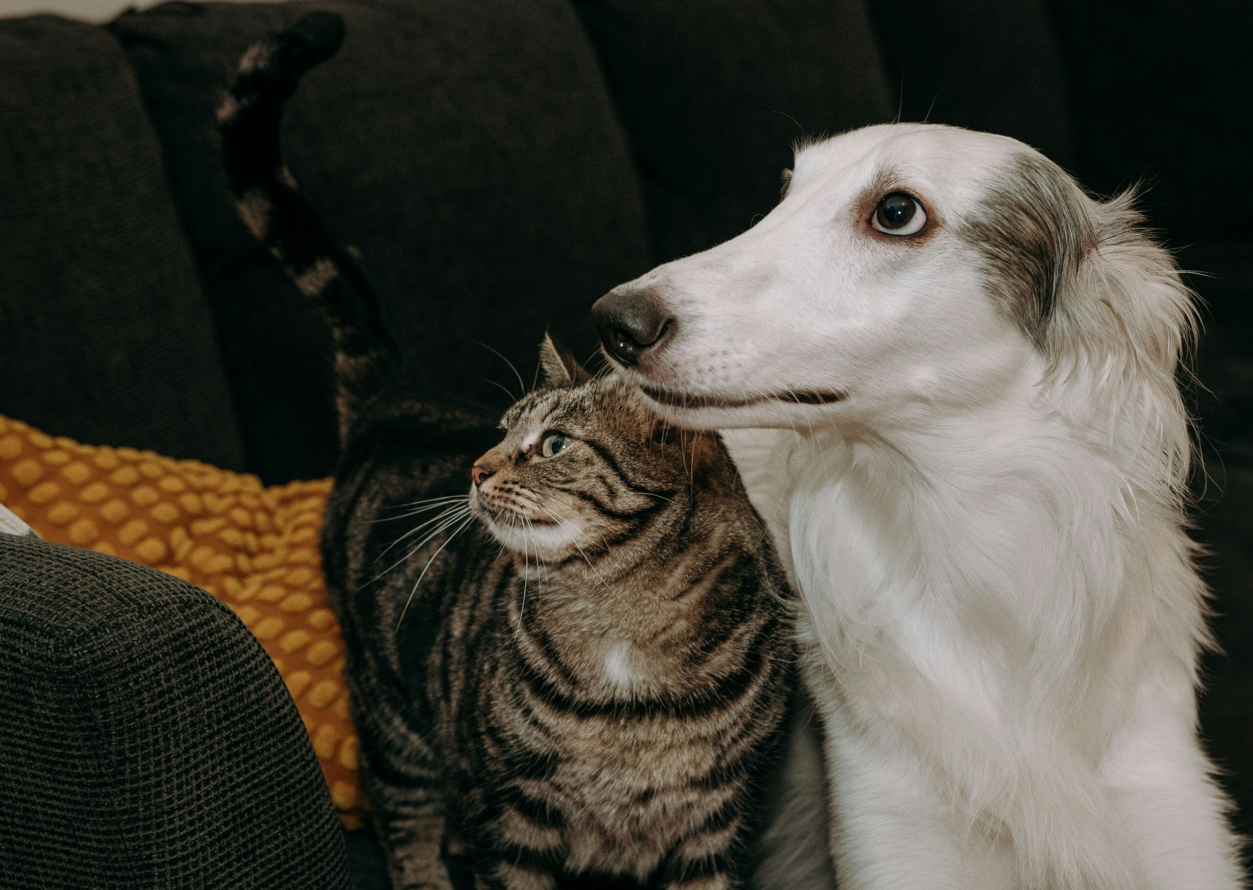 A dog and a cat together A dog and a cat together