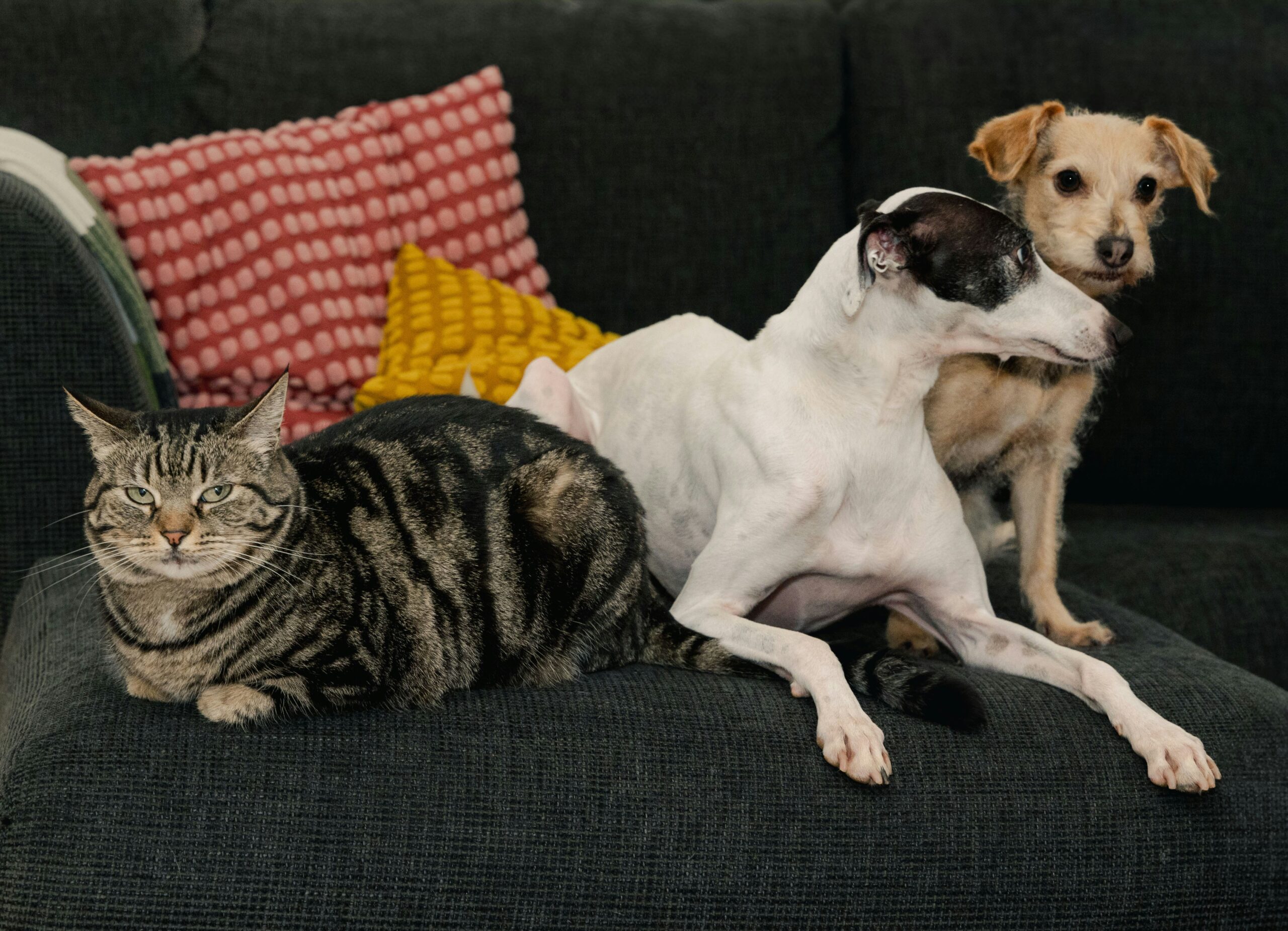 two dogs and one cat sitting together on sofa two dogs and one cat sitting together on sofa